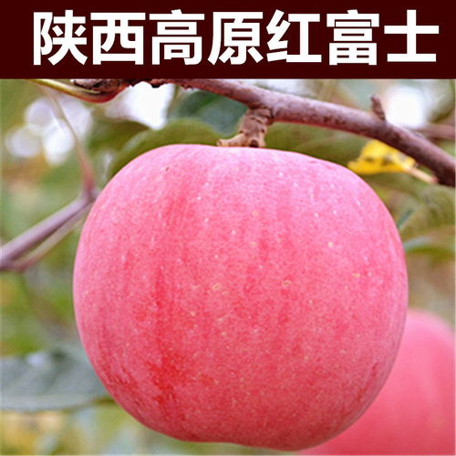 陕西红富士脆甜苹果新鲜水果批发10斤 5斤丑苹果糖心